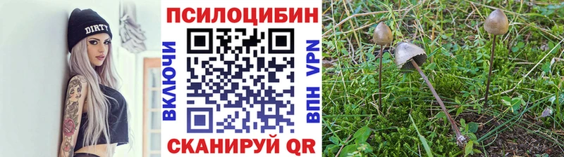 Галлюциногенные грибы Psilocybine cubensis  Балаково 